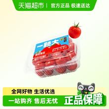 一颗大 【超级补贴】一颗大樱桃番茄精品粒装酸甜爆汁基地直发券后23.6元包邮