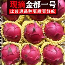 甜萌果蔬红心火龙果金都一号新鲜红肉火龙果孕妇热带当季海南水果整箱 净重4.5-5斤精选装【单果约200g+】 现摘现发11.89元