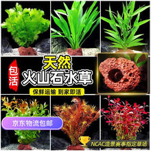 FKSC 鱼缸水草植物真草造景摆件新手植物蜈蚣绿菊阴性草火山石净水绿植 火山石小九冠券后5.22元