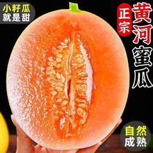 初石 特大果 甘肃民勤 冰糖 沙漠瓜 黄河蜜甜瓜 净 重 4.2斤（1-2个）16.44元（需买2件，需用券）