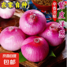 京喜加 新鲜洋葱紫洋葱葱头 5斤￥2.95
