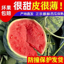 源头直采夏邑头茬8424精选麒麟西瓜丨净重6-7斤券后16.9元
