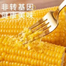 田小草 头茬东北玉米棒 黄糯玉米250克*8根￥11.99 5.2折