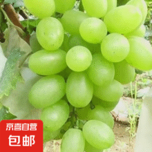 【新鲜采摘】维多利亚青提葡萄 1斤装（净果0.8）