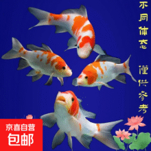 红白三色锦鲤好养耐活自来水可养招财观赏鱼纯种大型锦鲤活鱼金鱼 红白10--12公分1条3.9元