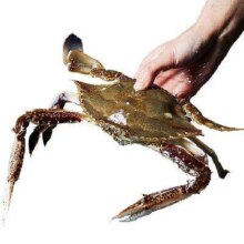 限地区、预售：昌鲜园 舟山鲜活梭子蟹 3-4两/只 7-10只 1.5KG