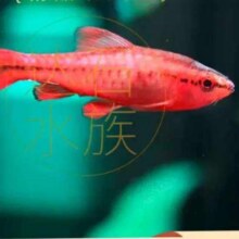 红绿灯鱼 小型热带灯科鱼  1.5cm长尾樱桃灯5条送1条备损1.99元（需拼团、需领券）