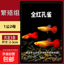 孔雀鱼  【繁殖组】美国全红 1公2母3.9元（需拼团、需领券）