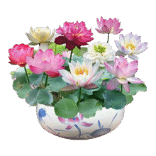 碗莲水培植物花卉种子  碗莲混色30粒1元