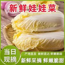京喜加 云南高原娃娃菜 新鲜娃娃菜3颗装*2包