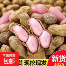 应季新鲜沙地带壳鲜花生1斤2.5元包邮