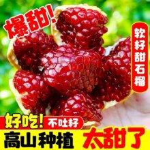 【爆甜多汁】正宗会理软籽石榴 5斤带箱净重4.5斤 精选装单果200g+