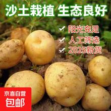山东产地直发黄心黄皮土豆 1斤 中大果1元