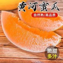 初石 特大果 甘肃 民勤蜜瓜 沙漠瓜 黄河蜜甜瓜 4.2斤（1-2个）