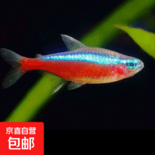 巴西宝莲灯鱼红绿灯钻石灯科鱼  【小号】1.3cm宝莲灯2条1.99元（到手2条，需领券开团）