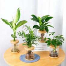 花点时间 袖珍椰子+玛丽安+金钻+鸭脚木(含瓶)水培绿植四件套新低29.9元包邮