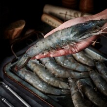 新鲜海捕！海洋演义 盐冻新鲜超大虾厄瓜多尔白虾 1650g