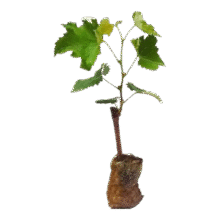 【买一送一】正宗葡萄树苗盆栽地栽南方北方种植耐寒庭院果树苗木 0.8cm（含）-1cm（不含） 组合 【阳光玫瑰+巨峰】带土带叶+肥买一送一实付6.98元
