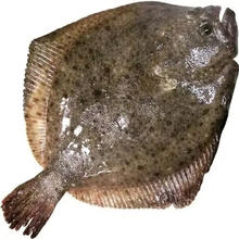 多宝鱼500g*3条