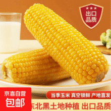 甜糯黄玉米  黏玉米 粘玉米玉米粗粮新玉米真空包装加热即食 东北黄糯玉米8棒 单棒≥168g12元 (每满300减30,月销6000+)