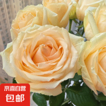 蜜桃雪山香槟玫瑰鲜花鲜切花云南基地直发情人包邮高品质玫瑰3 香槟玫瑰16支送4支15.9元（需领券）