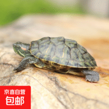 宠物龟巴西龟活物   5-6厘米绿色宠物龟 1只单身龟0.1元（两人团）