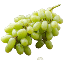 京鲜生 新疆无核白葡萄 净重1.8斤 生鲜水果 马奶提子 源头直发 易掉粒