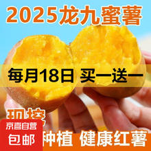 京喜加 现挖沙地蜜薯红薯新鲜农家糖心番薯烤地瓜软糯龙九黄心 沙地蜜薯2斤装中果