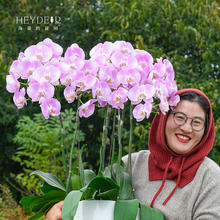 海蒂的花园 蝴蝶兰盆栽