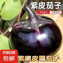 京喜加 山东圆茄子现摘现发 山东圆茄 1斤