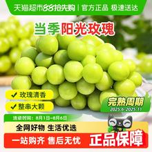 88VIP会员：谷粒川南果园 当季新鲜阳光玫瑰葡萄青提4.5斤 单果8-10g