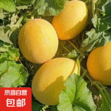 甘肃沙漠金色年华哈密瓜 净重8-9斤 2-3枚装12.9元（需领券）