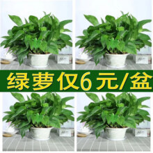 小冤家绿萝盆栽室内花卉绿植绿箩水养花卉盆景桌面办公客厅水培大叶绿色 精品180#绿萝四盆+肥2【6块/盆】23元 (券后省2)