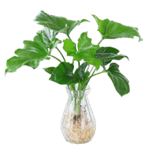 龙鳞春羽水培植物  精品春羽20-25cm【2棵】送营养液2.34元（需领券）