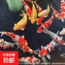 大型纯种锦鲤 七星高照（随机颜色7条） 8-10厘米15元（需领券）