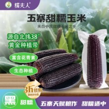 有机黑糯玉米棒新鲜采摘300g*9根12.74元