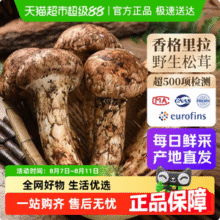 喵满分 云南香格里拉特产 新鲜纯野生松茸菌菇 500g