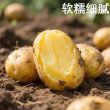 播州鲜 新鲜黄皮土豆9斤 折合1.1元/斤券后9.9元