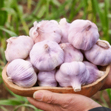 康田汇 陕西2025干新鲜感大蒜现挖新蒜紫皮大蒜批发鲜蒜红皮蒜干蒜 2-2.5斤单果4CMM-5CMM净1.6斤15.9元 (满16减5,券后省5,月销1w+)