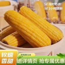 东北粘玉米黄糯玉米精选大棒铝箔包装黄苞米现摘新鲜甜玉米真空装28.4元