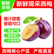 新鲜蓝蜜西梅 净重4.5斤 单果20-40g