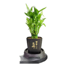 富贵荷花竹盆栽 净化空气 荷花竹+节节高升盆+圆底座【1盆】 盆口直径约8cm1.63元（需领券）