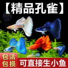 孔雀鱼精品纯种鱼苗观赏鱼金鱼热带小型淡水好养耐活斑马凤尾小鱼 【繁殖组】黄老虎 1公2母6.9元（到手3条，需领券）