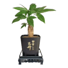 带盆高度约15-23cm  单杆发财树+塑料节节高升盆+小方底座 花盆直径约8cm1.78元（需领券）