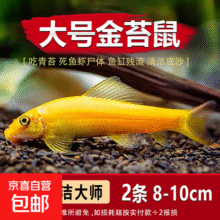 金苔鼠观赏鱼清道夫小型热带斑马鱼除藻工具淡水清洁粪便孔雀鱼 8-10cm特大号金苔鼠2条29元 (月销2000+)