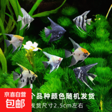 神仙鱼燕鱼小型热带鱼活体  2-3cm神仙鱼随机品种2条3.88元