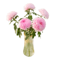 京东鲜花 牡丹菊水养 随机色牡丹菊3枝送2枝15.9元（需领券）