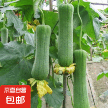京喜 山东短胖肉丝瓜 1.5斤