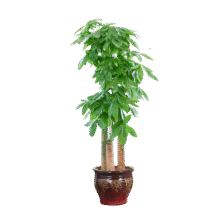 芙洛拉花园【两小时达】发财树大型绿植物盆栽室内好养落地客厅开业乔迁送礼 单杆发财树286.2元 (每满200减30,券后省0.9)