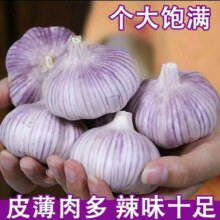 地头价2025年新鲜干紫皮大蒜5.1元